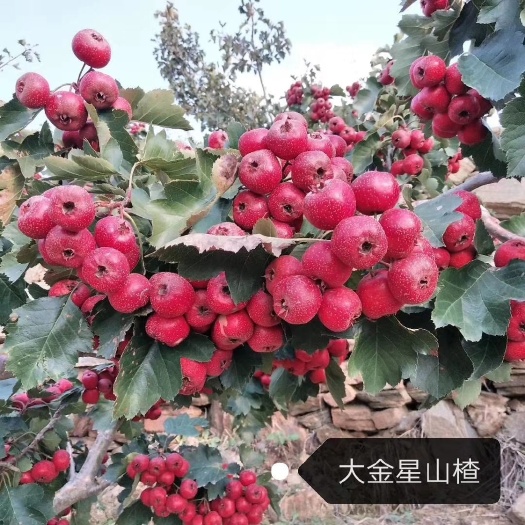 平邑县大五棱山楂苗  山楂苗，基地直销，保鲜发货