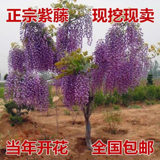 平邑县多花紫藤树苗四季种植爬藤攀援绿植物多花紫藤苗盆栽花卉室内外