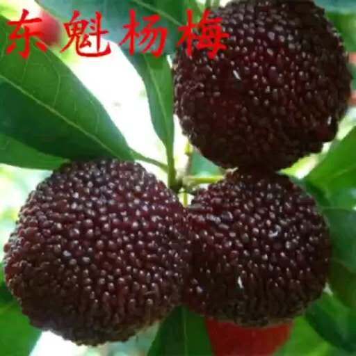 平邑县东魁杨梅树苗全国保湿发货， 保证嫁接苗 基地货 欢迎实地考察