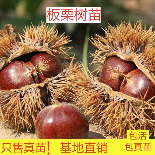 平邑县 大红袍板栗苗树苗果树苗当年结果特大嫁接板栗苗南方北方种植地