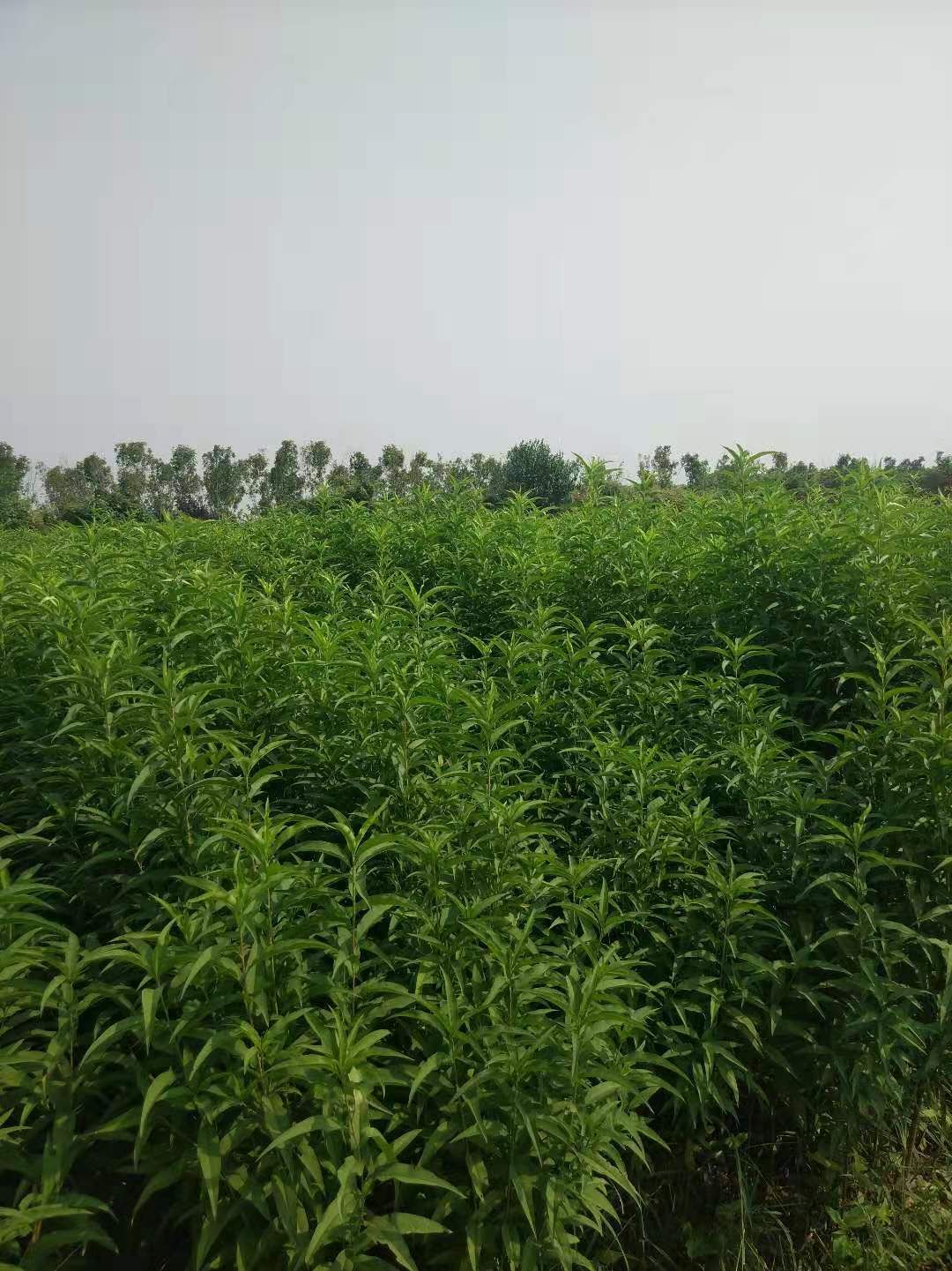 油桃苗 1~1.5米