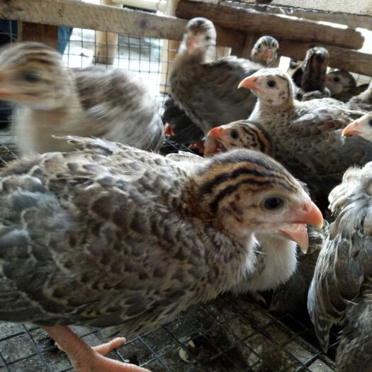 德阳珍珠鸡  长年供应优质脱温