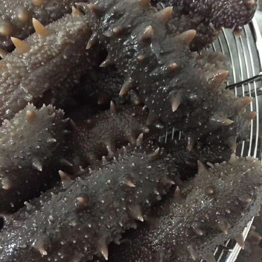 各种即食鲜食海参!威海刺参!