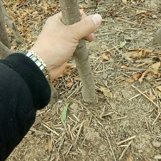 西平县毛桃苗 基地直销优质桃苗