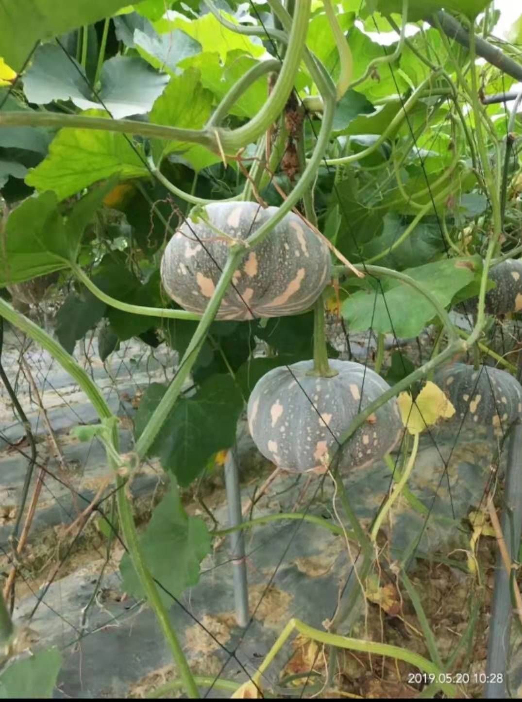 磨盘南瓜  新金磨盘，小金瓜，2斤左右，盘龙202
