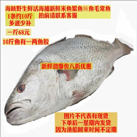 石狮市海捕 新鲜大米鱼敏鱼鮸鱼 一条约10斤拍前请联系