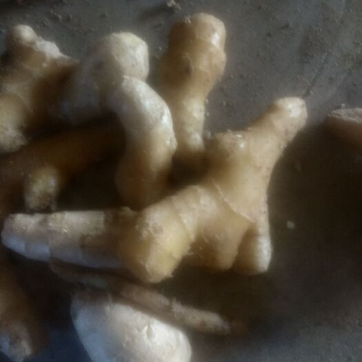 昌邑市酱姜 姜吧，，食品厂，加工厂