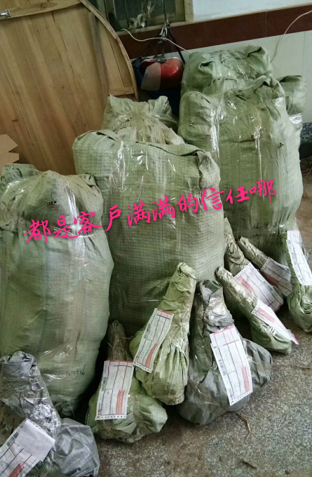 大白珍珠桑苗  桑树苗  白珍珠果桑苗 现挖苗嫁接苗