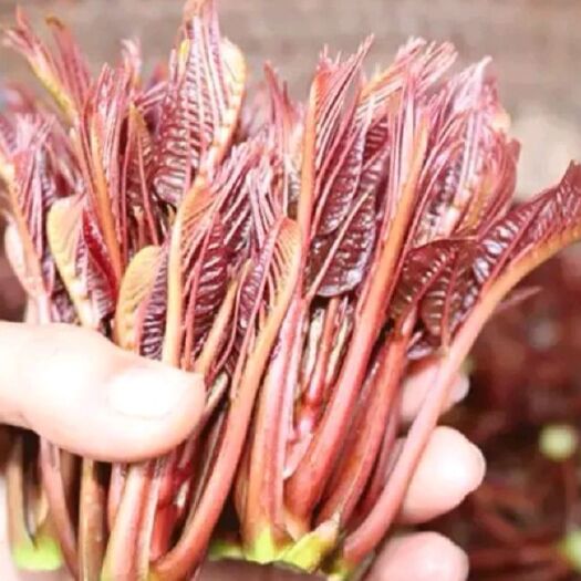 达州蔬菜包装盒 红油香椿芽