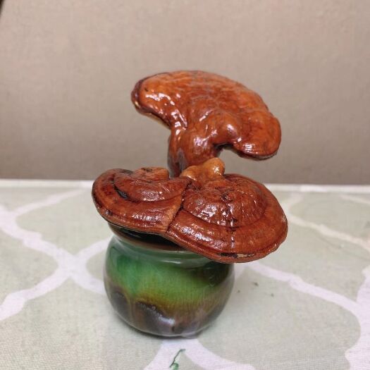 南京景观盆栽  干体灵芝盆景高端盆栽办公,居住创意装饰室内观赏禅意植物