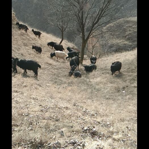 镇原县 黑色放养土山羊，吃百草，绿色无污染，真正的农家有机羊肉！