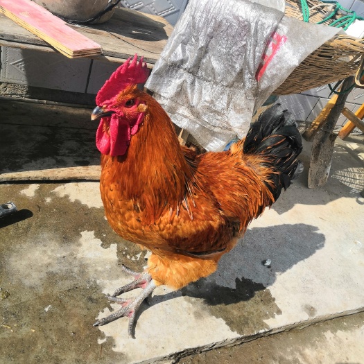 六安笨鸡 全部宰杀后销售，送货上门，