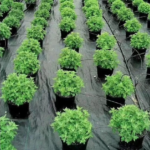德州防草布 长丝土工布厂家直销