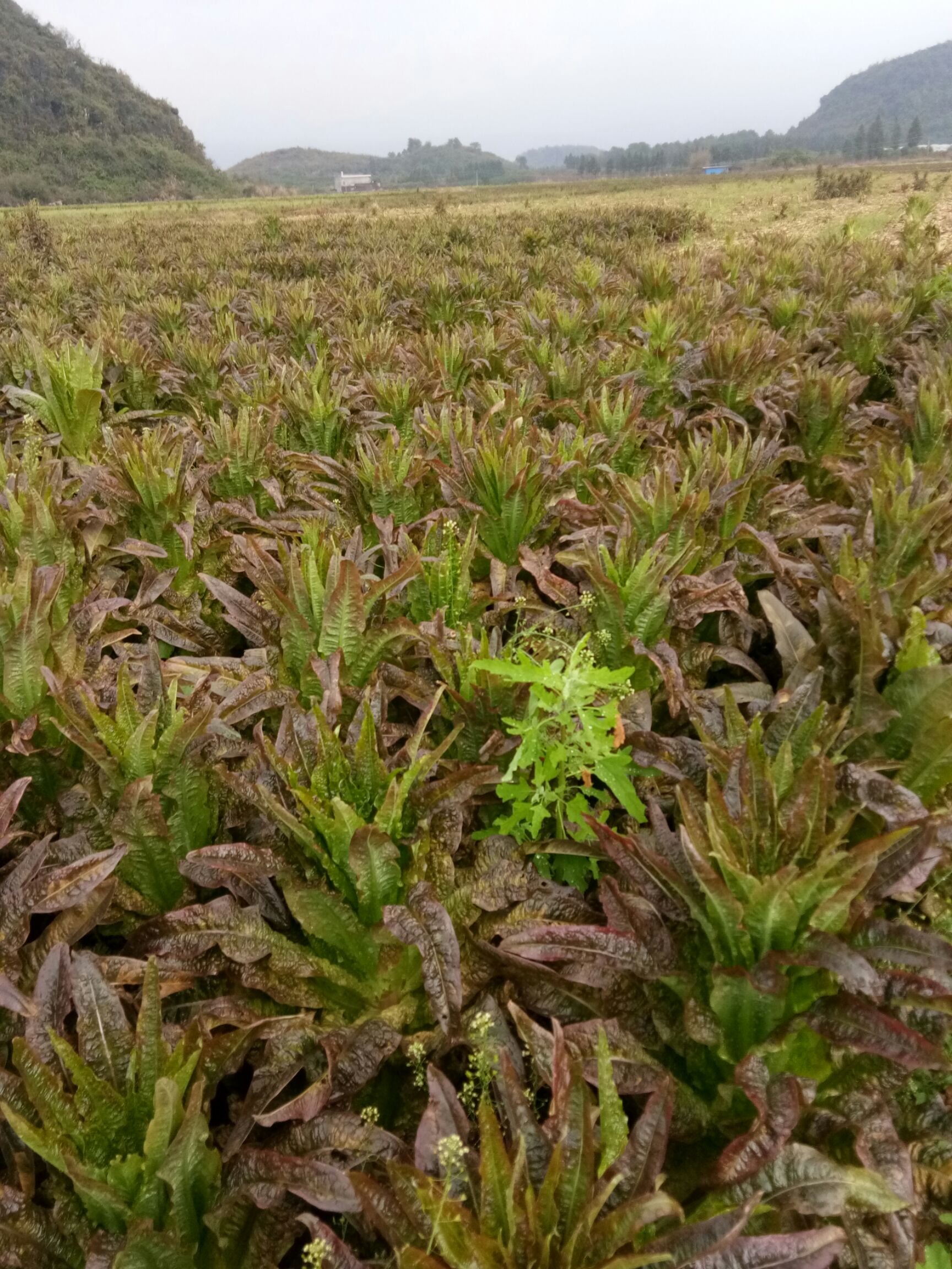 红叶莴笋 我本人种植的窝笋,有十多万斤右可马上上市的,有意者,请随时