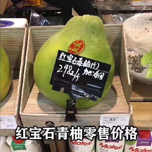 灵山县泰国红宝石柚苗  泰国红宝石青皮柚苗