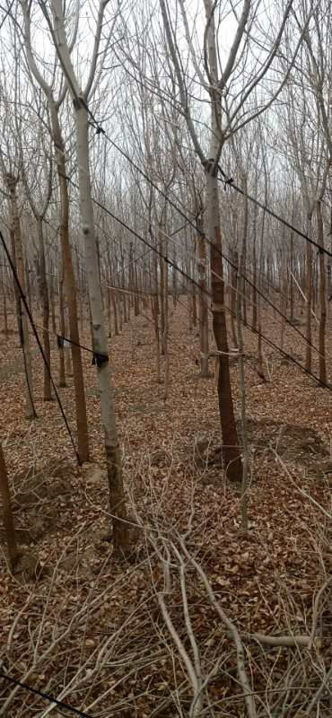  白蜡大量供应，型号齐全一手货源