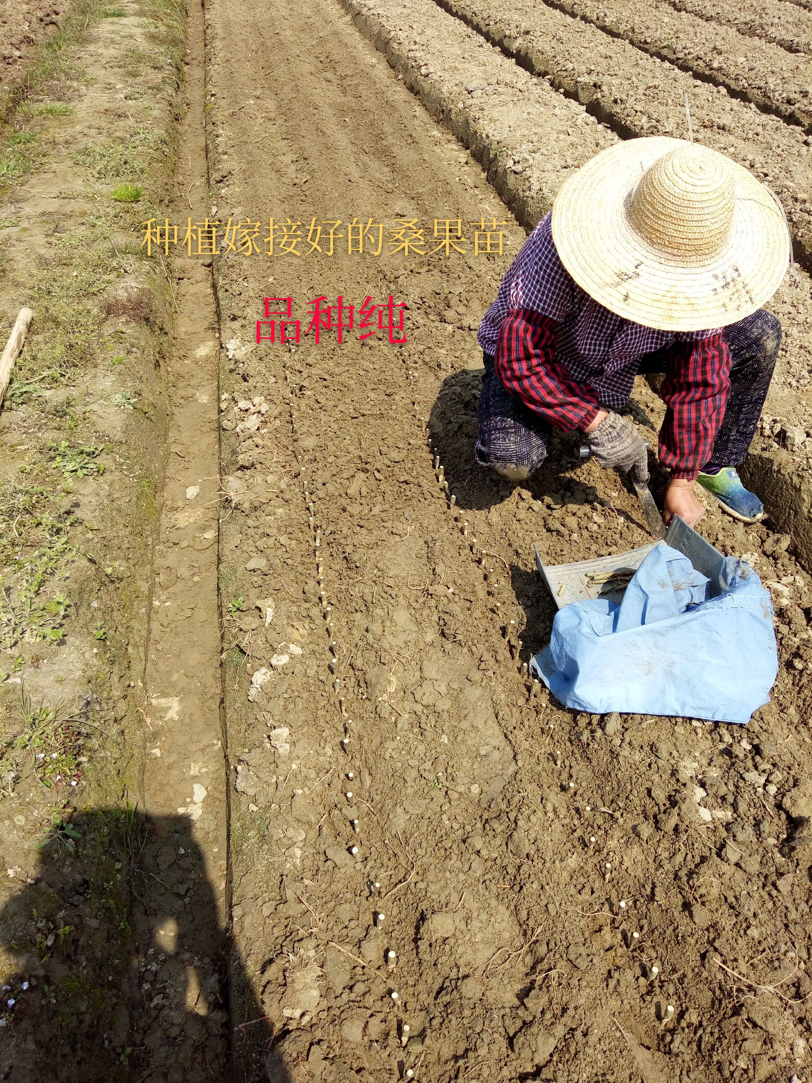 大白珍珠桑苗  桑树苗  白珍珠果桑苗 现挖苗嫁接苗