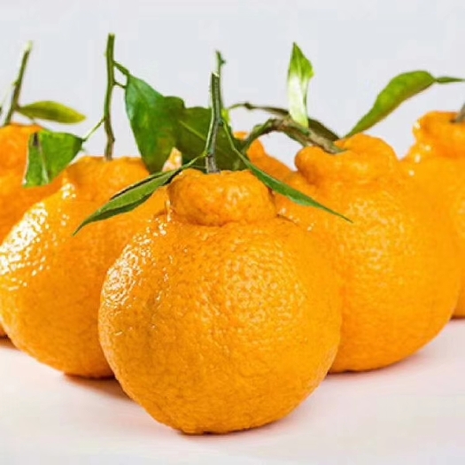 资中不知火丑柑橘一件代发批发平台供货质量保证