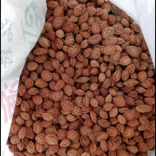 砀山县桃树种子，毛桃种子，毛桃核，高发芽率，免费技术支持！