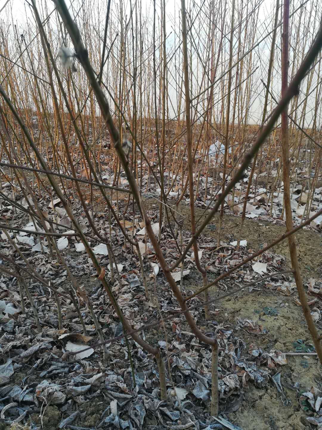 油桃苗 1~1.5米