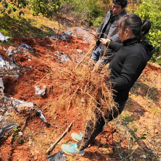 樟树市吴茱萸苗  给客户发100棵精选扦插苗 做样品