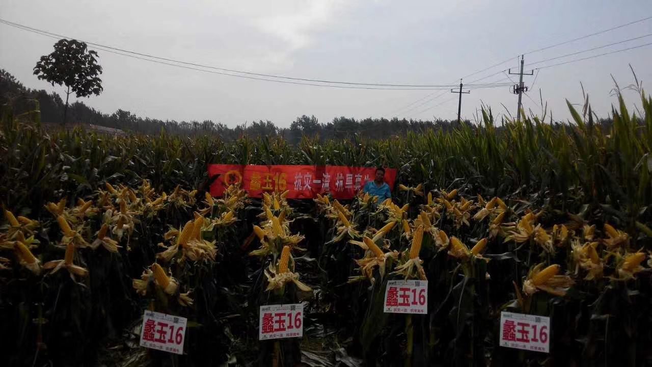 蠡玉16玉米种子  蠡玉16