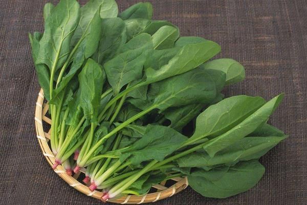 惠民县 菠菜