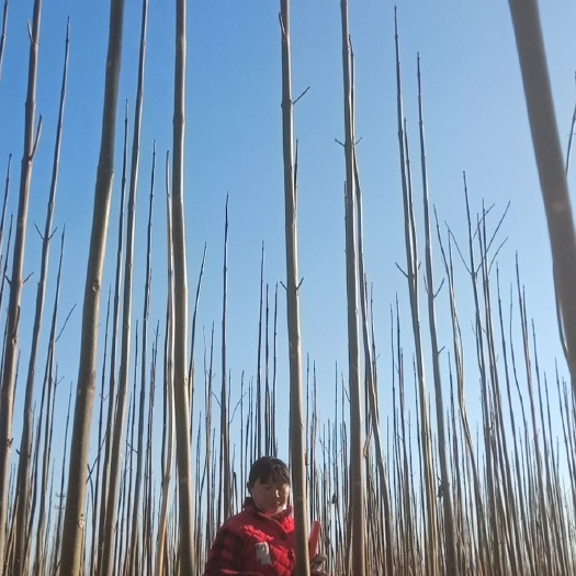 兰考县兰考焦裕禄泡桐树基地