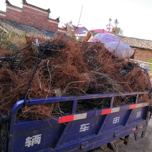 樟树市吴茱萸苗  现在栽种季节 给各地客户发快递 正品扦插苗