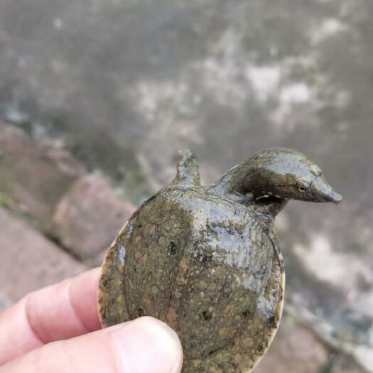 甲鱼，乌鱼，等各种鱼苗