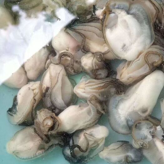 漳浦县 海励子，生蚝肉，牡蛎肉，需要来约，都是现挖。