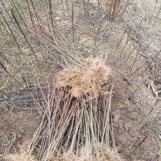 青阳县 中花吴茱萸苗