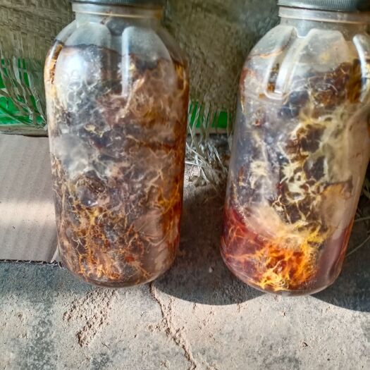 天麻蜜环菌种 蜜环菌