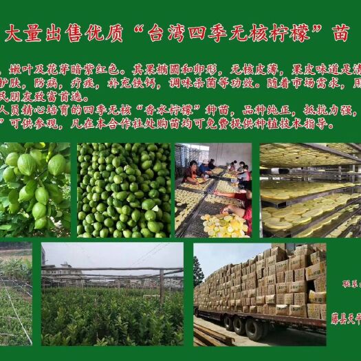 藤县 香水无核柠檬苗
