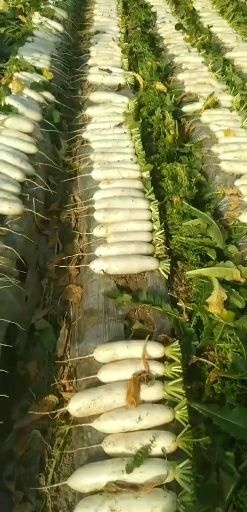 东台市白萝卜  白罗卜大量供应中！产地直供！量大优惠！