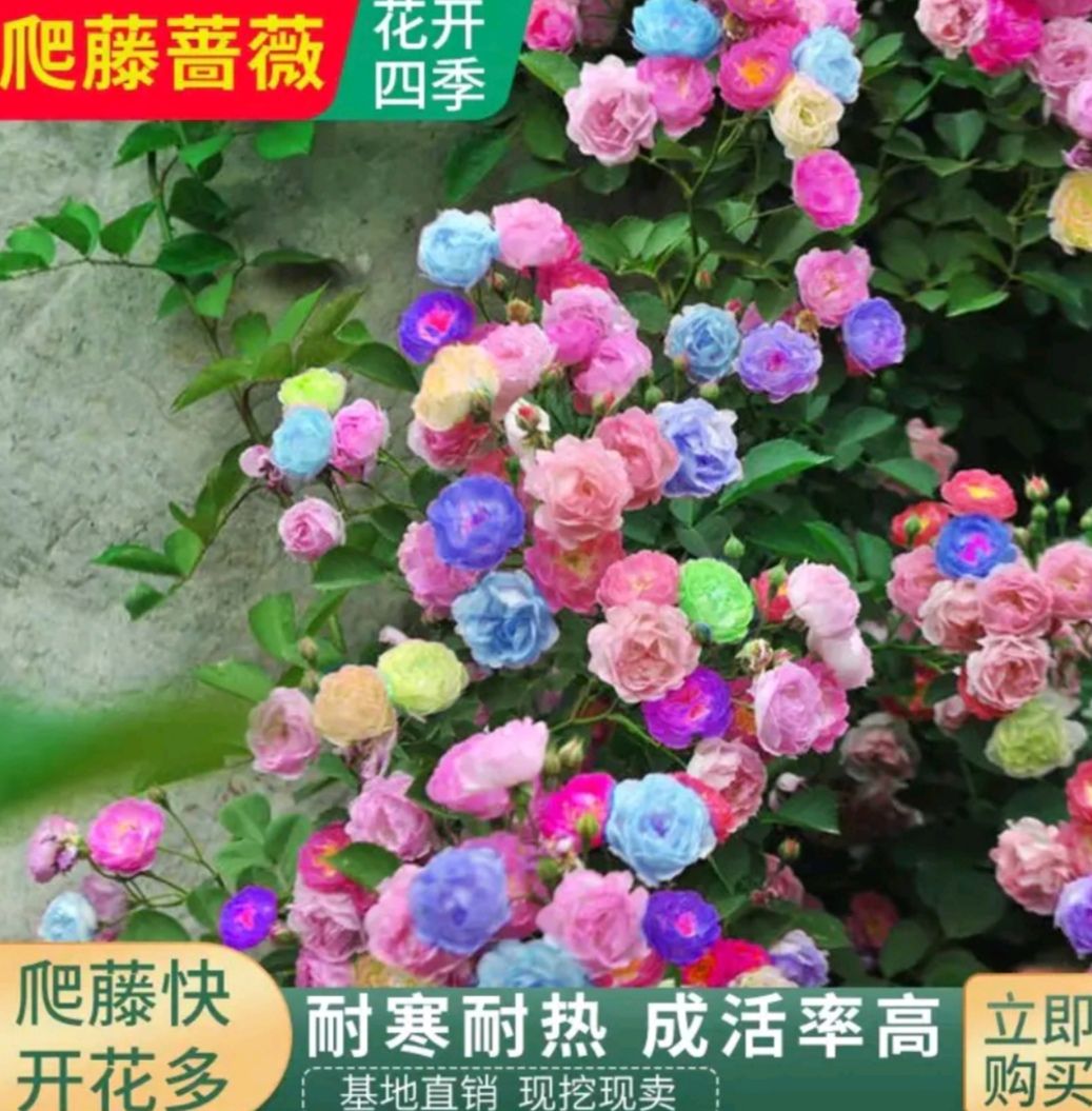 蔷薇苗 蔷薇爬藤花苗 花色齐全 月季 分枝条多 开花爆满