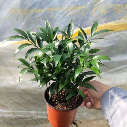 漳平市 竹柏  福建 《百花源》花卉基地直销 批发各种盆栽