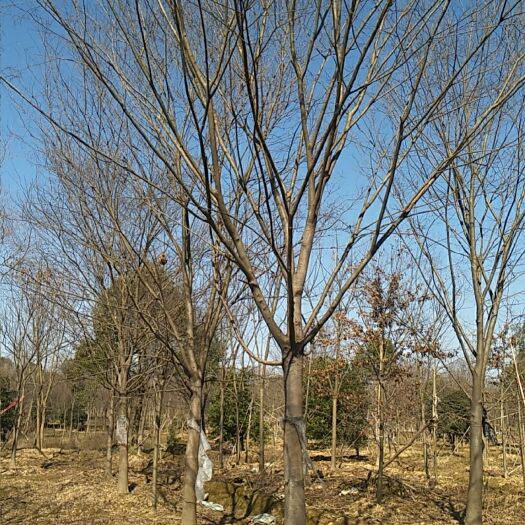 长兴县红榉   12至20精品榉树规格齐全