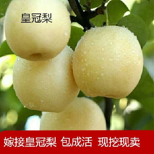 皇冠梨苗 品種純正 當年結果 南北方種植 地里現挖現賣 量大優(yōu)惠