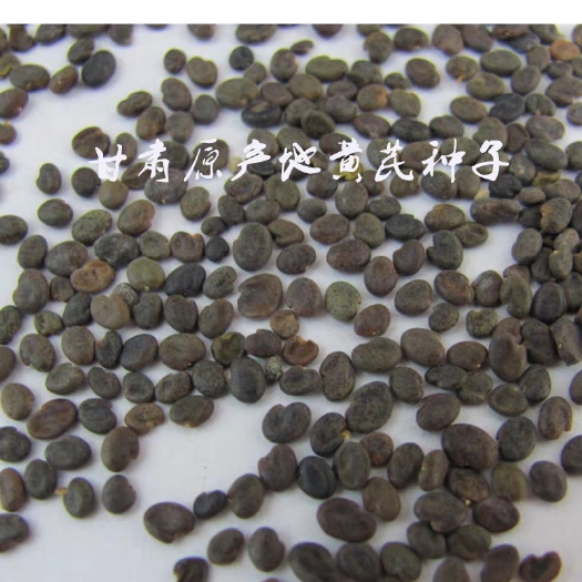 陇西县黄芪种子