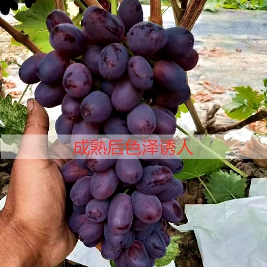 平邑县 巨盛一号葡萄苗，早熟品种，粒大，甜度高