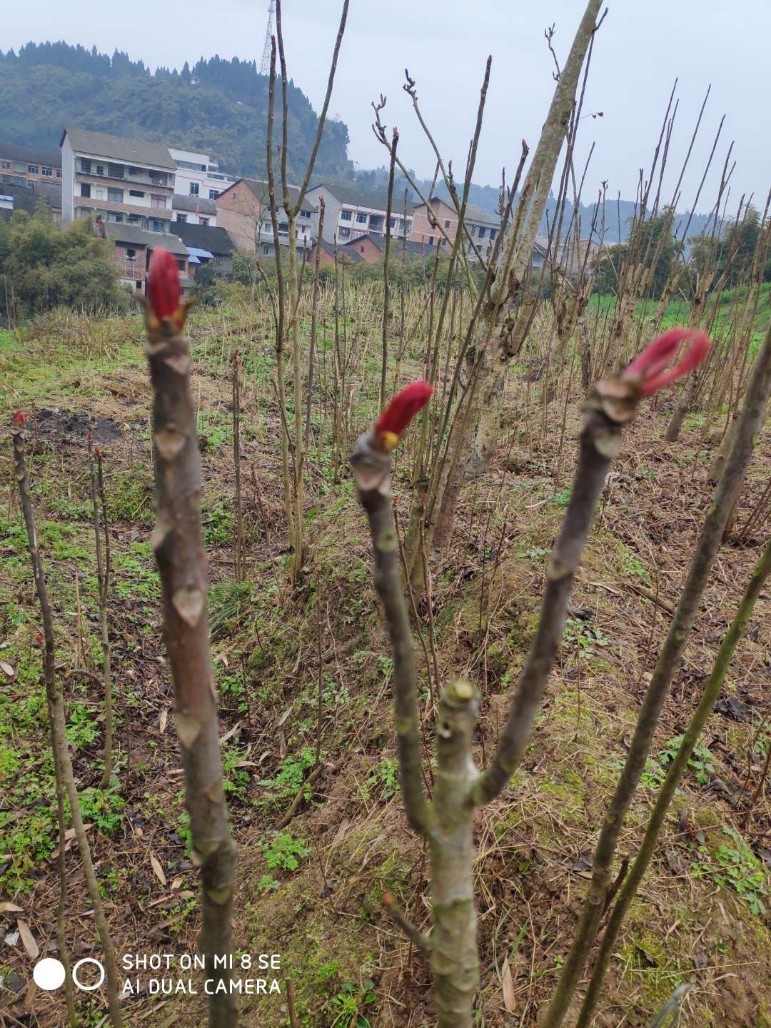 四川大竹县巴山红香椿苗大量起苗欢迎各界实地考察