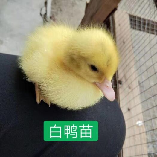 惠州 白鸭苗  诚信交易  有需要联系