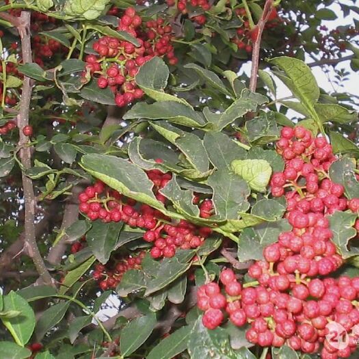 平邑县 花椒苗