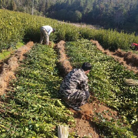 丰城市长林系列油茶 全国高产油茶苗培育基地长林系列高产油茶苗
