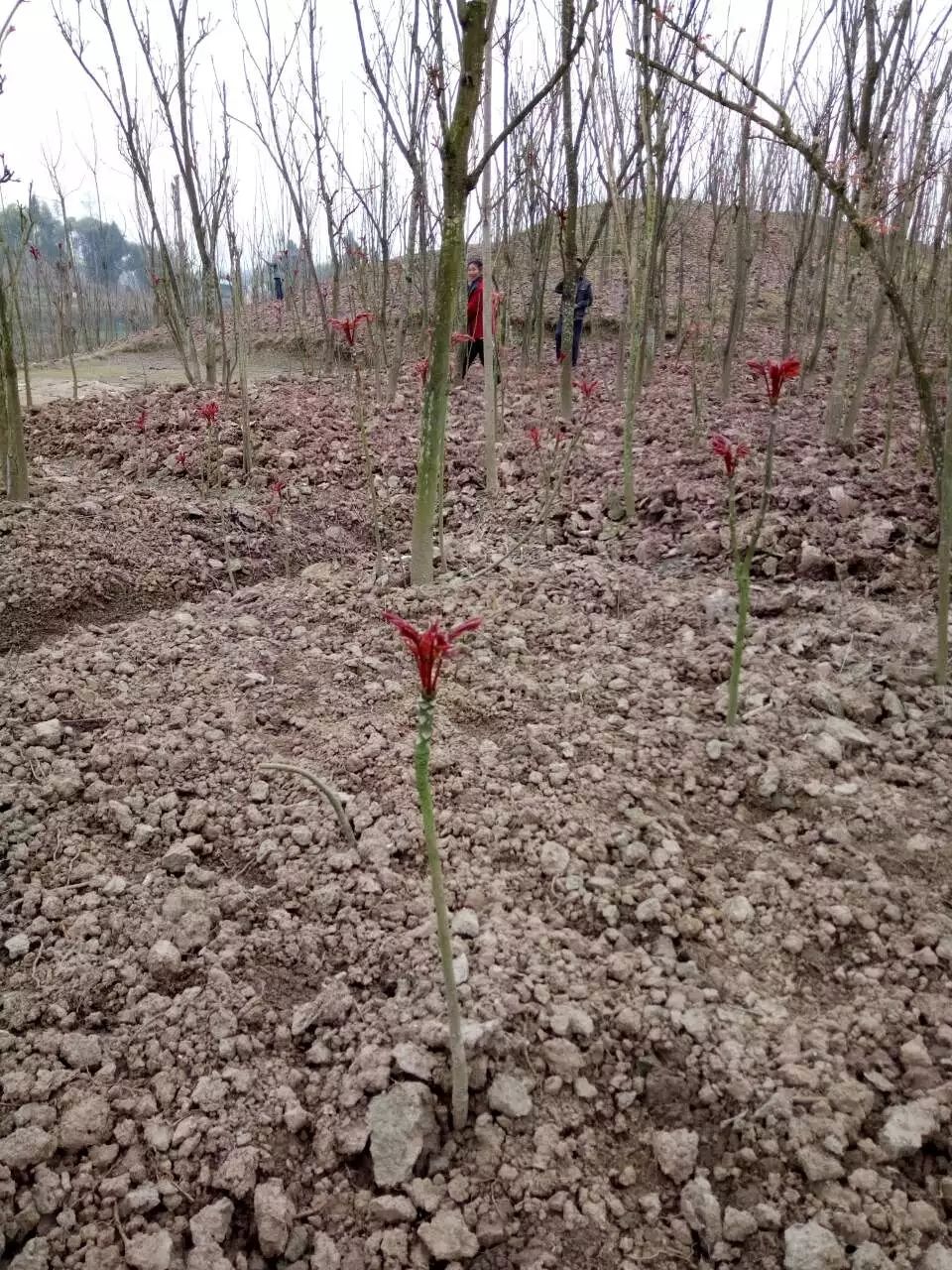 四川大竹县巴山红香椿苗大量起苗欢迎各界实地考察