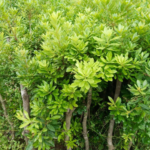灵山县水晶杨梅树苗