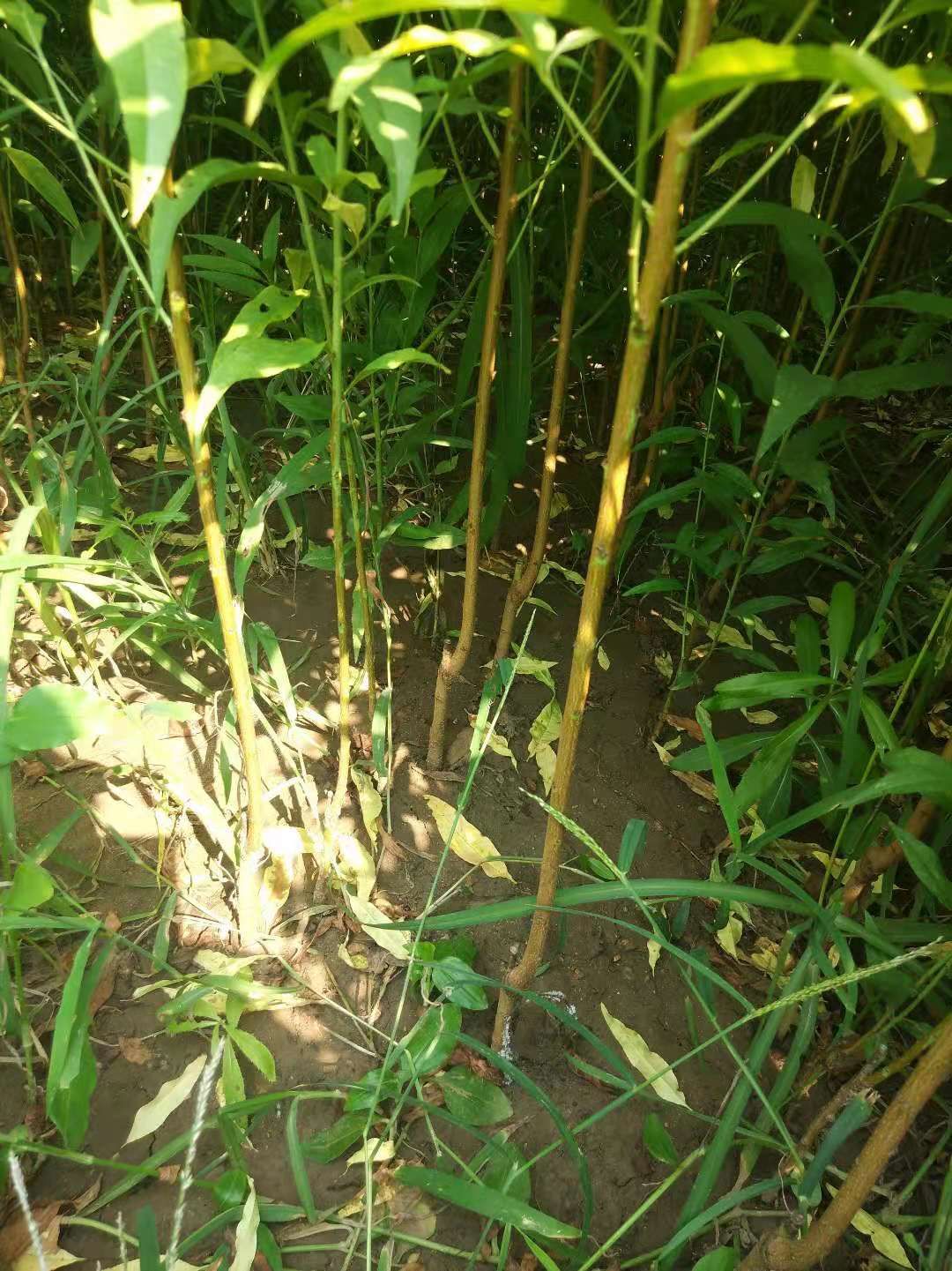 油桃苗 1~1.5米