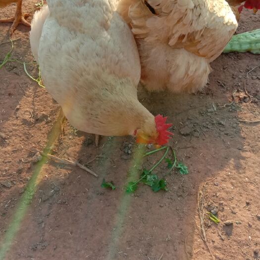 信丰县土鸡   好山好水养好鸡，大山养出营养鸡。不怕货比货，就怕不实货。