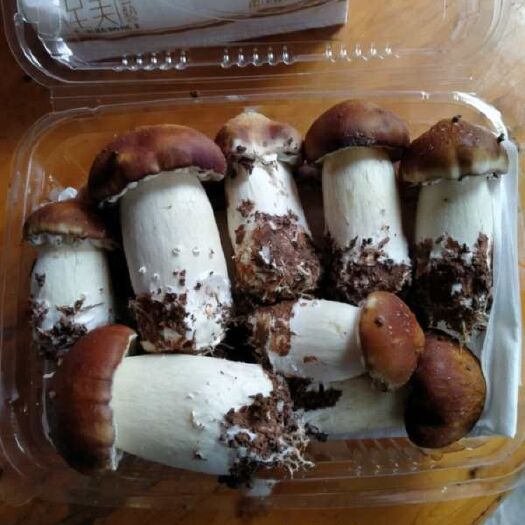 习水县 来自贵州大山里的珍馐美味，春夏秋冬的鲜品∽赤松茸